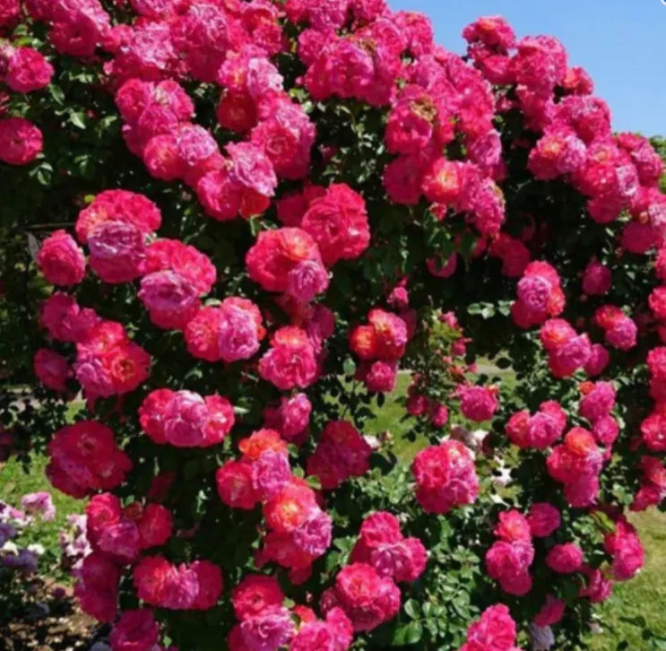 Elegant Climbing Rose Flower Seeds
