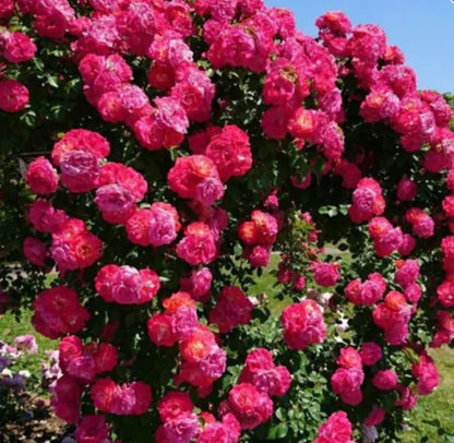 Elegant Climbing Rose Flower Seeds